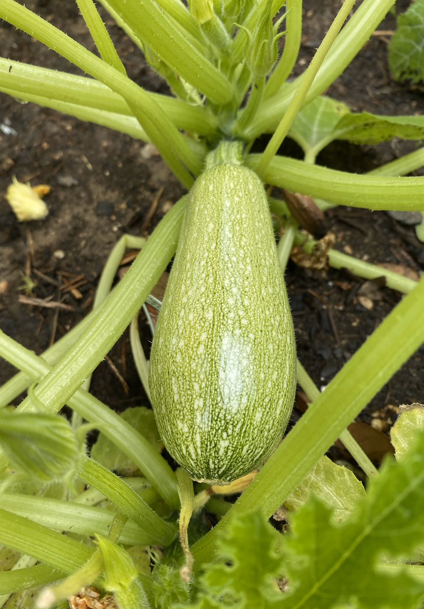sulrossreads's tweet photo. Mira! Look! π
We planted our school garden just before spring break, and thanks to our custodian team, itβs booming! π±π±π±π±π±
#tomatoes
#cucumbers
#greenbeans
#calabacita
#SomosSulRoss
#SRTXππ https://t.co/92uJsDnZcG