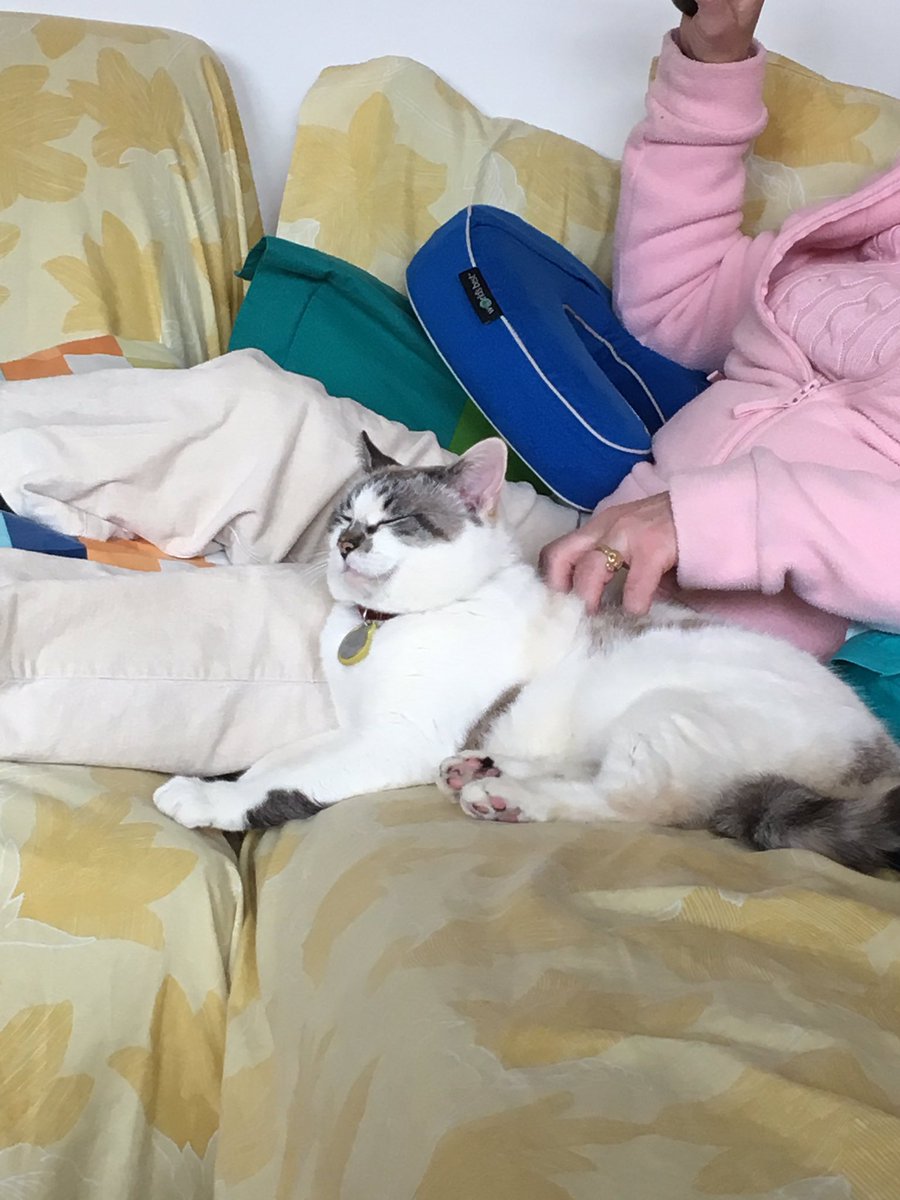 classy_sash's tweet photo. Keeping Grandma company. On the couch. https://t.co/51sBh7OufU
