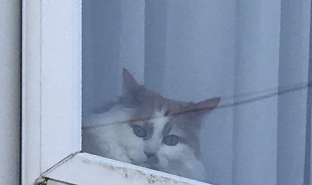 Poplifer73's tweet photo. Monkey cat was looking out for me when I stopped by the house this afternoon.
#MonkeyCat #CheshireCat #TwitterCat #CatsOfCheshire https://t.co/VzQtdsls0J