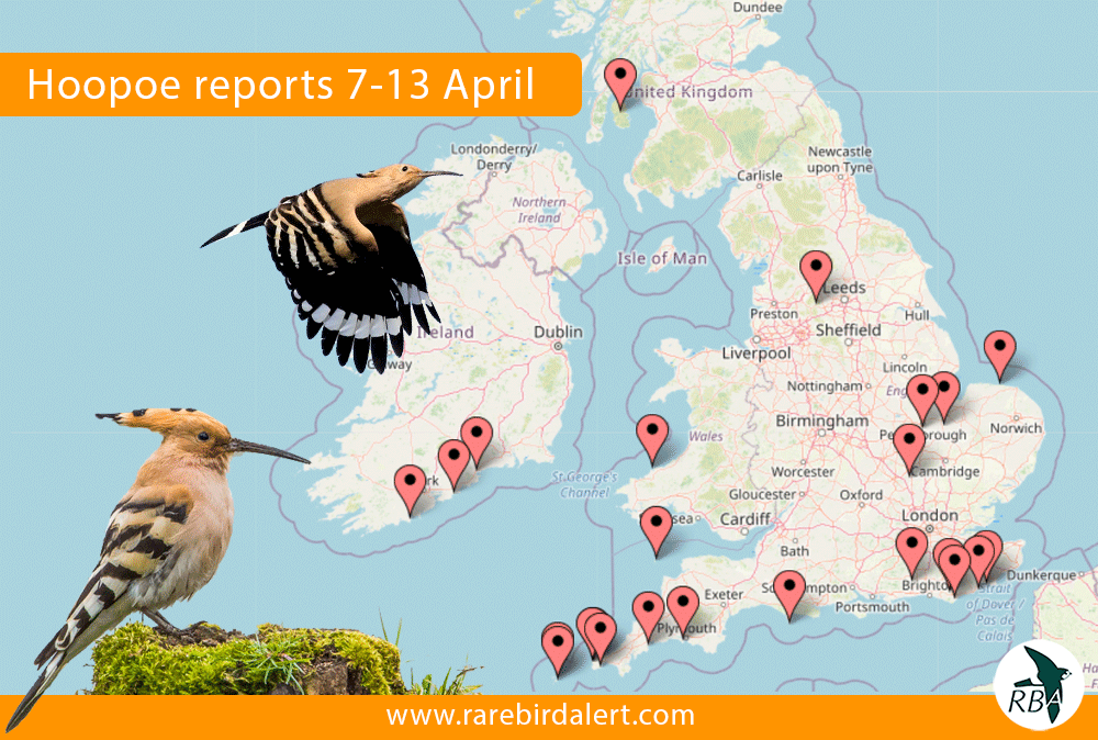 Our weekly birding roundup includes this week's arrival of Hoopoes, catch up here bit.ly/3ca9VMS