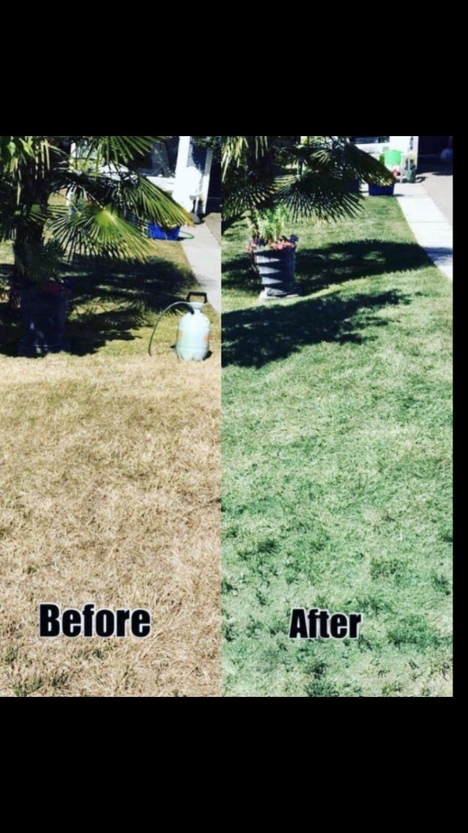 LawnliftCanada's tweet photo. The sun is out and what better time for a DIY project!!  Lawn painting is instant/biodegradable and pet and kid safe.  Natural looking.  Lawnlift will cover dog spots, brown lawn &amp; cedar trees! Free non contact delivery in Vancouver for orders over $100.  778-239-1209 🇨🇦 https://t.co/KXKjjFAiZs