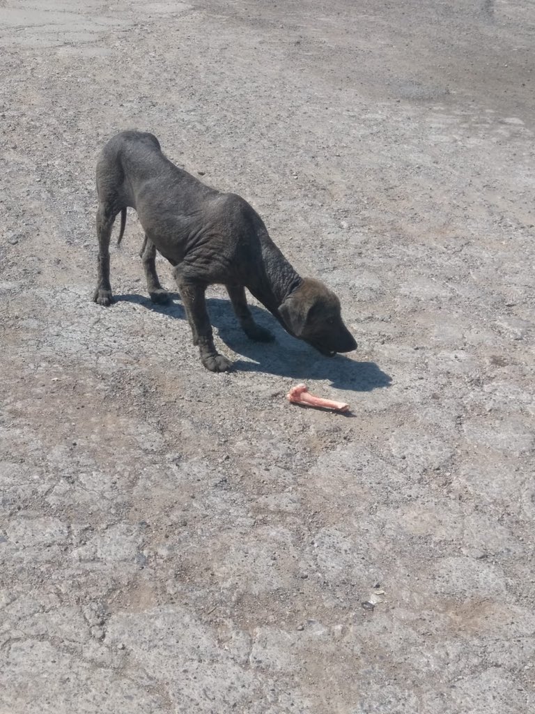 sokakcanlarim's tweet photo. Menderes ormanındaki köpekler çok kötü durumda.Uyuzlular, hastalar ve bebekler 😞 Belediye hiç ilgilenmiyor.Mama desteği arıyoruz. https://t.co/jfrn7BiaOT @hayhaksaygi @evsiz_hayvanlar @ACILLRetweet @acilaraniyor @AcilYuva @masum_gozler @MarrLaSingerr @esragulle @gunesilios https://t.co/oVRqHVIdtm