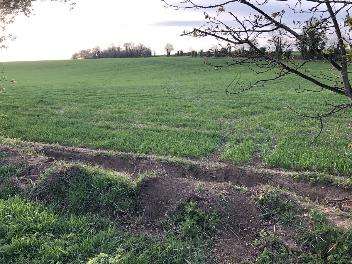 Will Scholey tweet media