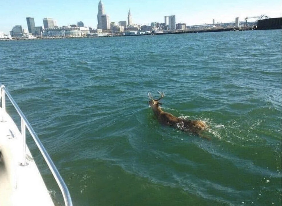 RustCoastSports's tweet photo. First dolphins in Venice and now white-tailed deer are returning to their natural habitat in Cleveland 🙏🙏 #COVID19 https://t.co/kzE5qgo0FX