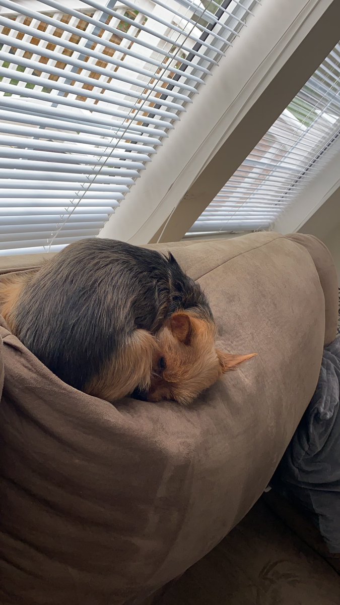 In_Mads_World's tweet photo. #QuarantineLife same as everyday life for this guy 🙄 lol https://t.co/DUzOKkAm2L
