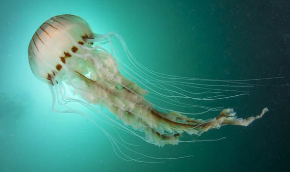 Thread: some Irish names for wild animals Starting off with a favourite. Jellyfish is known as 'Smugairle Róin', which translates as 'Seal Snot'