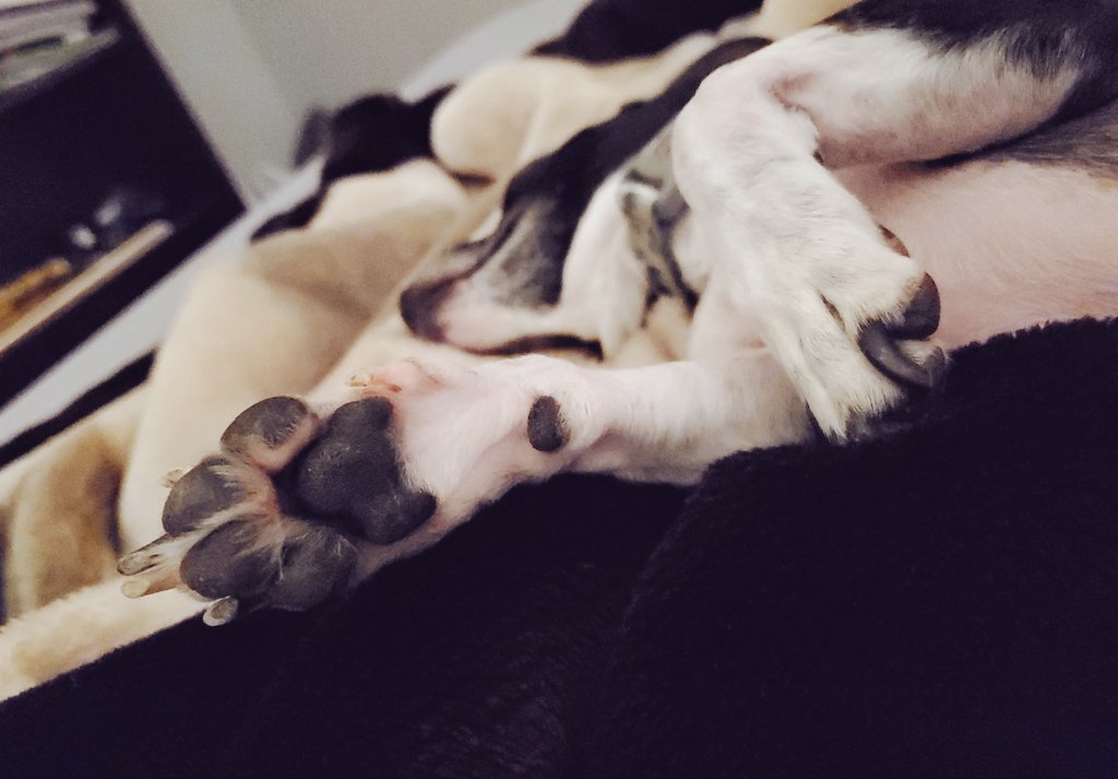 ___asmith's tweet image. 😴😴