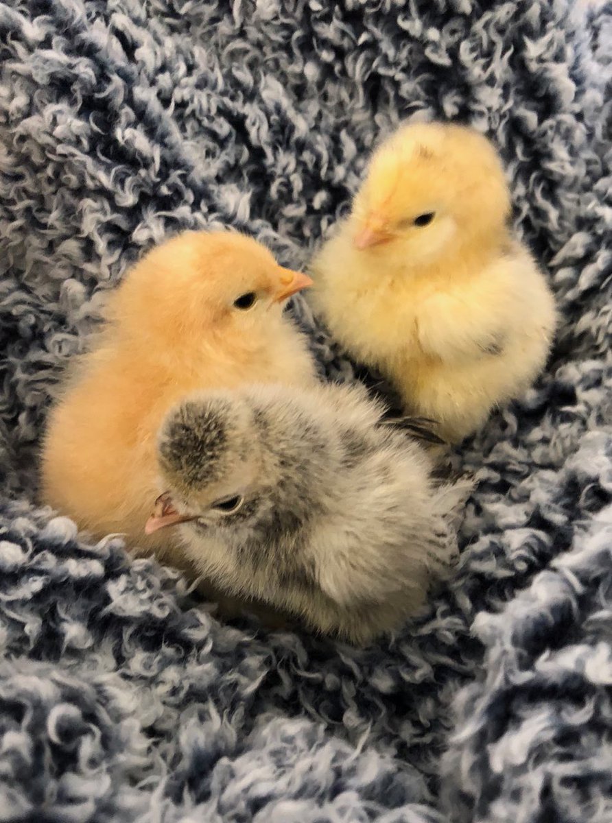 NaReseigh's tweet photo. Not gonna I have been picking up a lot of chicks lately. https://t.co/wqCE7c0GmA
