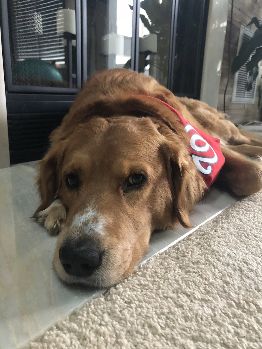 MissOBrien_FHS's tweet photo. My dog can’t wait for quarantine to end so he can get some peace and quiet again! #spiritweek @FreedomSCA https://t.co/zlY65sYcq7