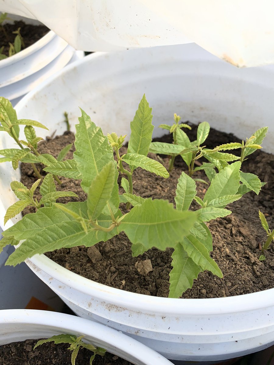 1/ Due to our emergency replanting of Chestnuts we got about 30 nuts per 5 gallon bucket. That means each bucket has between 20-25 baby trees that need to get into the ground in nurseries. Here’s an off-the-cuff description of some of the ways people can caretake a single bucket
