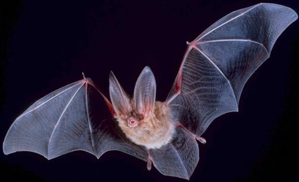 Bats have a few names in Irish including, Sciathán Leathair, literally 'Leather Wings', or more sinisterly, Bás Dorcha, which translates as 'Black Death'  #poorbats (photo  https://en.wikipedia.org/wiki/Bat#/media/File:Big-eared-townsend-fledermaus.jpg