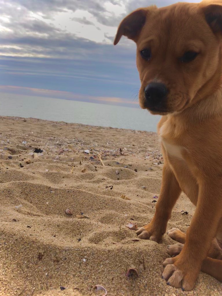 betteratbleu's tweet photo. A quarantine mood booster! ๐พ
Keep sending in pictures of your furry friends! ๐ถ๐ฑ
#BetterAtBleu #PetFriendly #NowLeasing https://t.co/IkFqgcWLjA