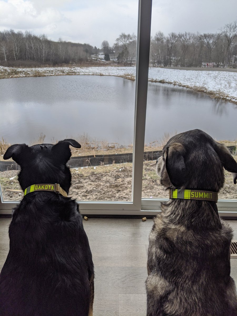 TravySwan's tweet photo. Chief we are just waiting for the bells to ring #newcollars #firedogs #firefamily https://t.co/gwXxFn4nZh