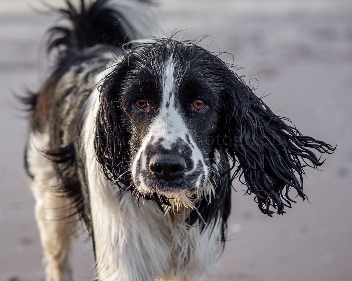Pawtraitpals's tweet image. Charlie ❤️ ⁣
⁣
Championing the Wet Dog look. 💦 🐶 ⁣
#dogoftheday #dogoftheweek  #dailyfluffy #instafluff #fluffypack #cutepetclub #dogoftheday #dosgofwirral #wirraldogs #dogsofworld #dogsofthewirral #tuesdayvibes
