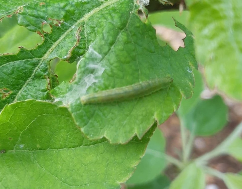 redfaragon's tweet photo. Algo desconocidas. Son las orugas de la piel de los #frutales de #pepita. La más frecuente, #pandemisheparana. Pronto crisalidara y aparecerá en mayo la primera generación. Solo tratar si se detecta su presencia y supera umbrales. Gracias J. Lozano #GIP #ATRIAs #leafroller #apple https://t.co/wkfPWwTJcy