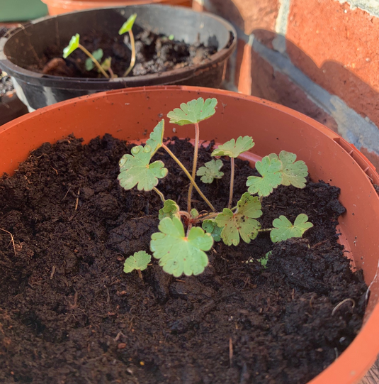 ShootGardening's tweet image. Nicky asks "My friend in a fit of self-isolation boredom demolished his rickety old #coldframe and came across this #plant - any ideas what it might be? Thank you and stay safe." shootgardening.co.uk/forum/topic/vi… #identify #garden #plants