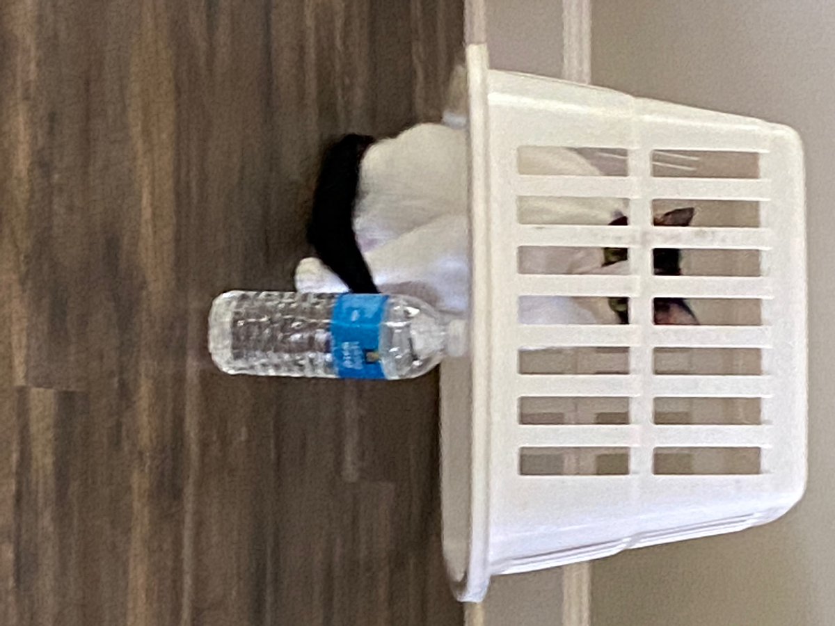 ReyceDaBeast tweet media