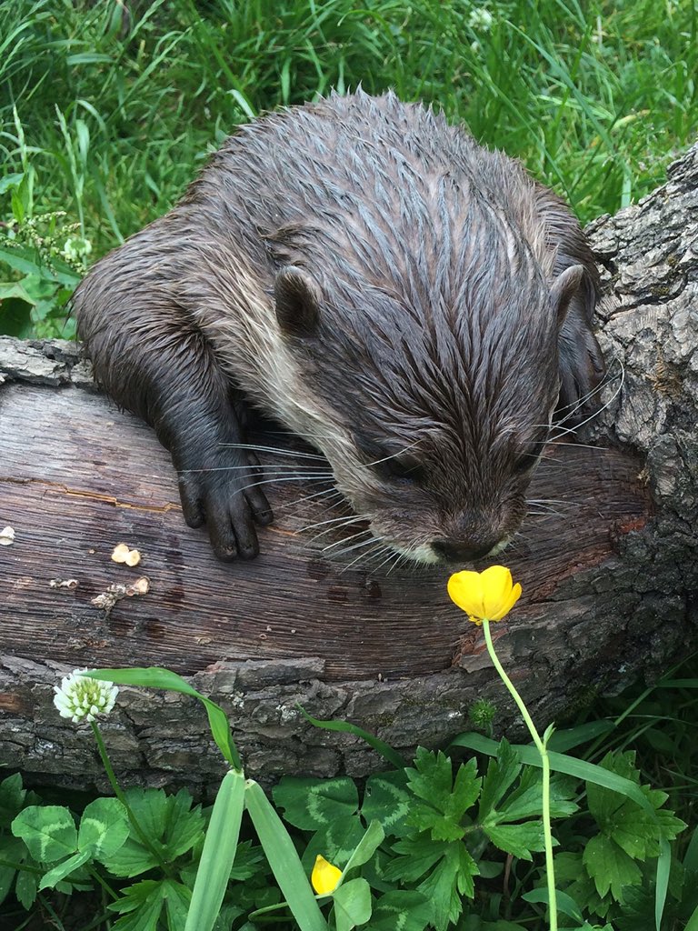 ashton irwin as otters: a thread