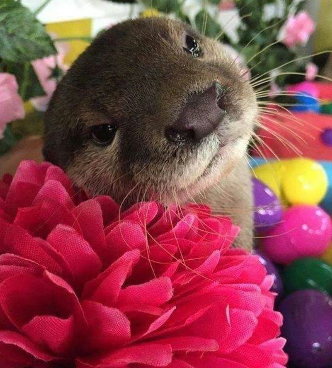 ashton irwin as otters: a thread