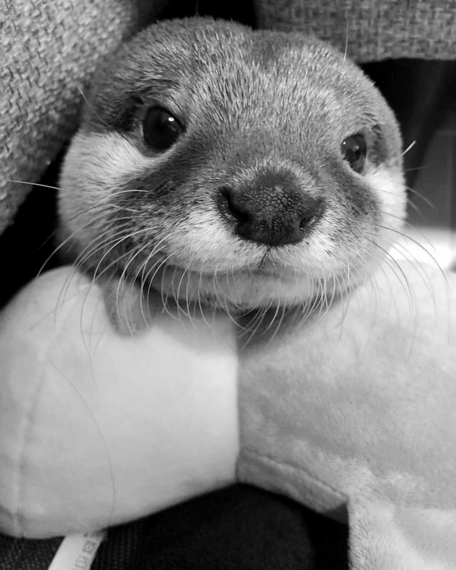 ashton irwin as otters: a thread