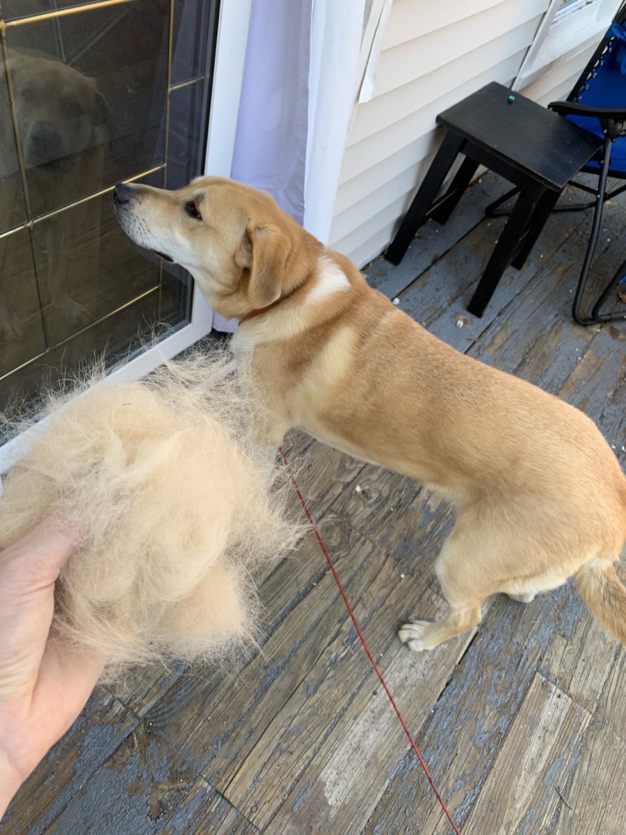 Hannah_Carrier's tweet photo. Senior fluffy pants got a brushing today... well half of one. To be continued 😂 #greatpyreneeslife https://t.co/KNJrHmc9t0