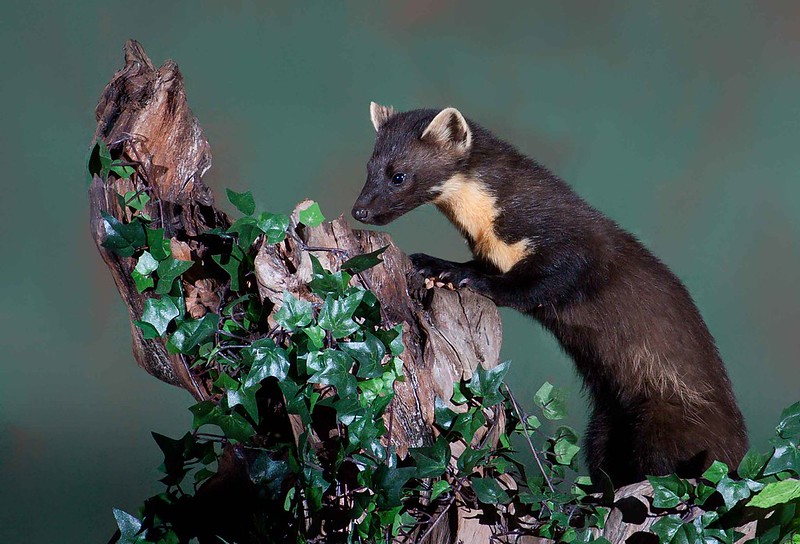 The Irish name of the pine marten reflects the animal's preference for woodland habitats, it is known as 'Cat Crainn', or in English 'The Tree Cat' Photo: Ellis Lawrence (CC BY-SA 2.0)