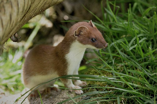 One of the Irish names for a stoat is 'an bheainín uasal' or 'the little lady'. Photo: Kentish Plumer (CC BY-NC-ND 2.0),