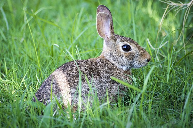 One of the Irish names for the rabbit is 'Preabaire Poill' or the 'Bouncer/Hopper of the Holes' Photo: Joel Tonyan (CC BY-NC-ND 2.0)