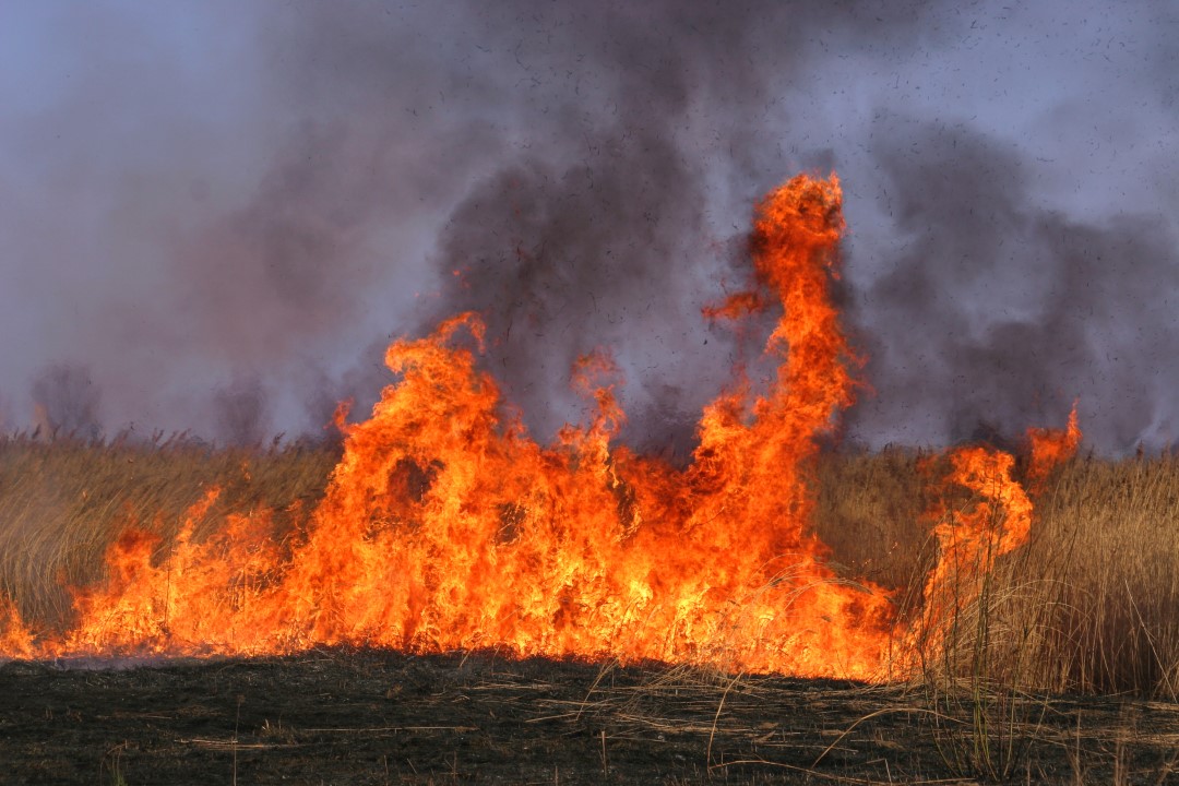 #SkyLanterns might look pretty, but they can injure or kill farm animals and wildlife, cause industrial sized fires and litter our beautiful British countryside. Join our campaign to ground sky lanterns for good ow.ly/JuZ750zdM8Q