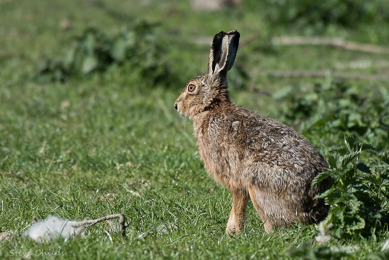 One of the old Irish names for a hare is 'Mìl maige' or in English: 'Animal of the plains/open spaces' Photo: Steve Childs (CC BY 2.0)