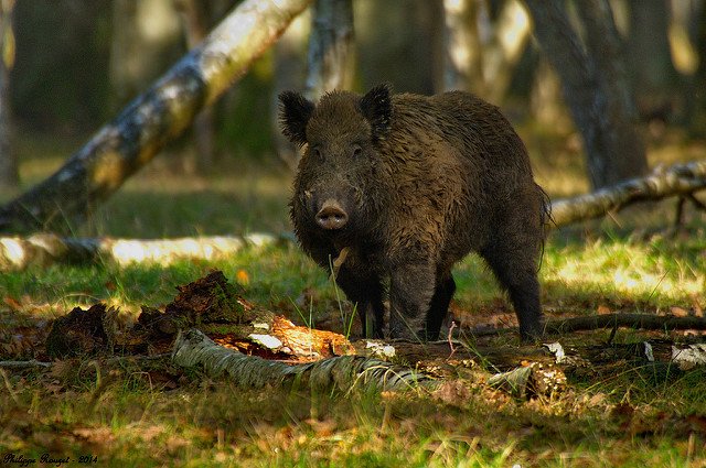 An old Irish name for the wild boar was 'Fíaclach Coilleadh'' which roughly translates as 'Tusked one of the Forests'  http://dil.ie/search?q=f%C3%ADaclach&search_in=headword(Photo Philippe Rouzet CC BY-NC-ND 2.0)