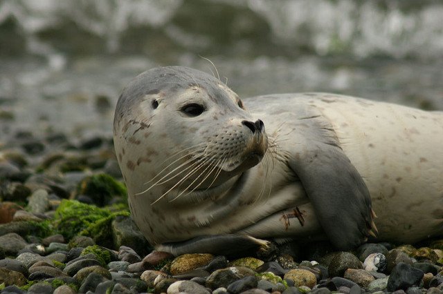 Another Irish name for the Seal is 'Lao Mara' or 'Calf of the Sea'. Photo: David Hsiao (CC BY-ND 2.0)