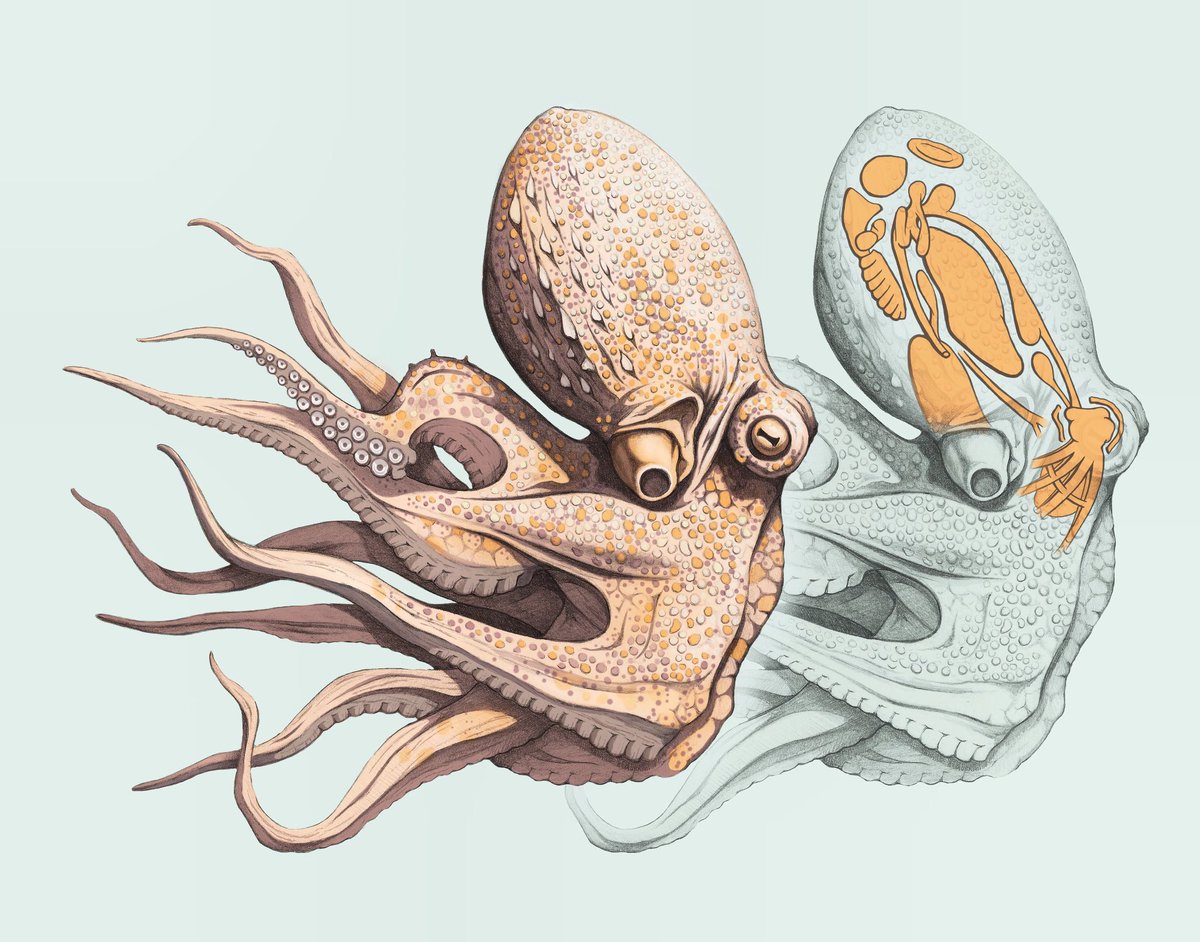 Octopus Dissection Ceres Science Morphology Of An Octopus By