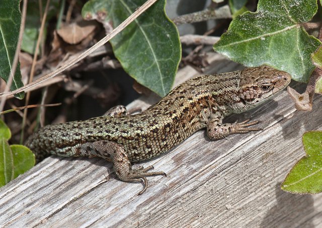 The native Irish lizard is know as 'Earc Luachra', which roughly translates as the the 'Speckled one of the Rushes'. Photo: Nick Ford (CC BY-NC-ND 2.0)