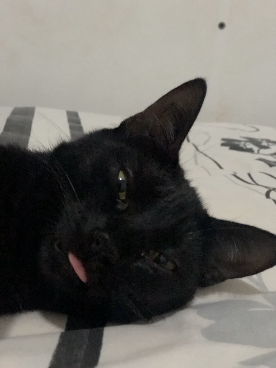 lessinhak's tweet photo. Dormindo de linguinha de fora, eu não aguento meu Deus 🥰🥺
@BichinhosFB https://t.co/HwLOYe00pm