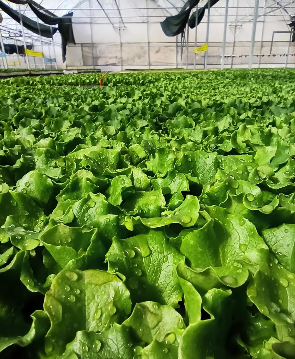 #vaka65111 #amasya #fide #tarim #sera 
Sipariş için tel. Bekliyoruz.
Üretime devam Türkiyem
<a href="/bekirpakdemirli/">Dr. Bekir Pakdemirli</a>