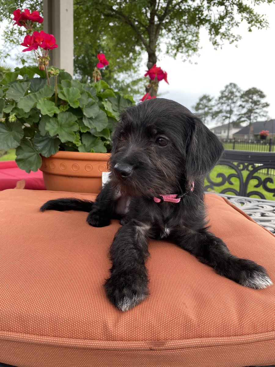 Charrosa1's tweet photo. adopted a puppy and named her after the one and only @KaceyMusgraves 🤠🌈✨ https://t.co/lkGCixgwrv