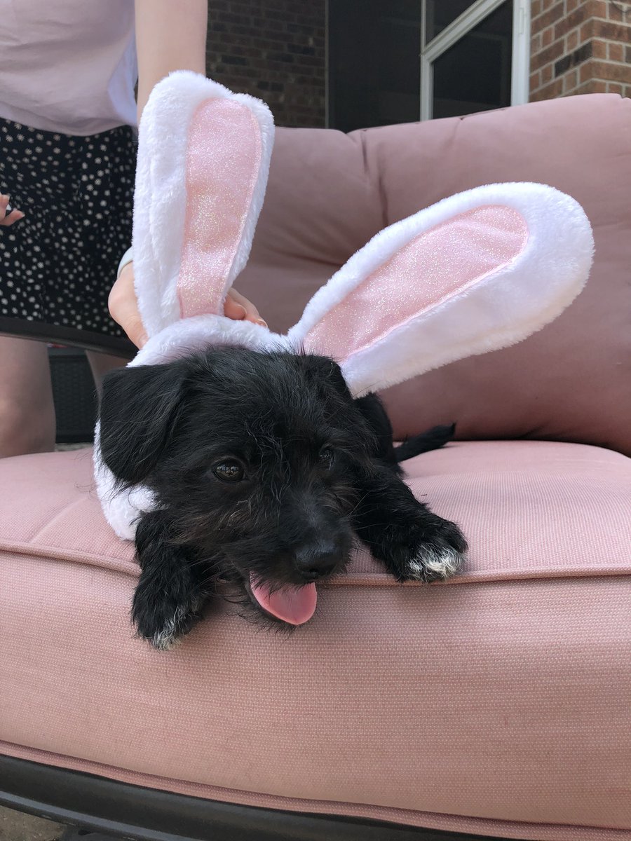Charrosa1's tweet photo. adopted a puppy and named her after the one and only @KaceyMusgraves 🤠🌈✨ https://t.co/lkGCixgwrv