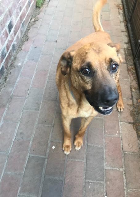 nyshelterpets's tweet photo. 🐶 Visit #DEXTER ! #NYC He needs your love! #PetAdoption 💙 https://t.co/A9ejecOHS6 https://t.co/1teeGcySLE