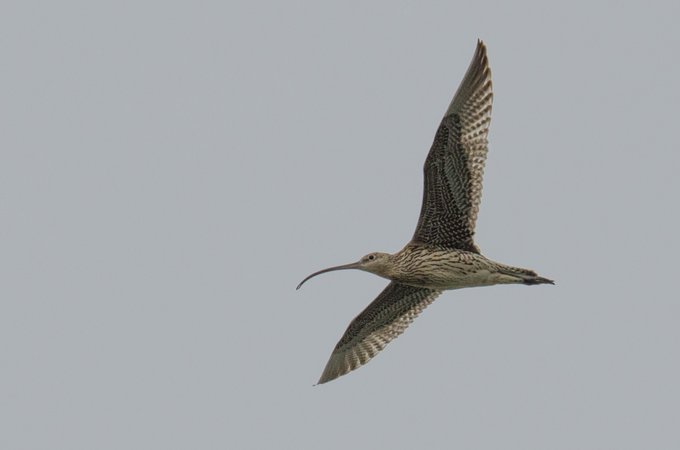 Curlew Sandpiper flying