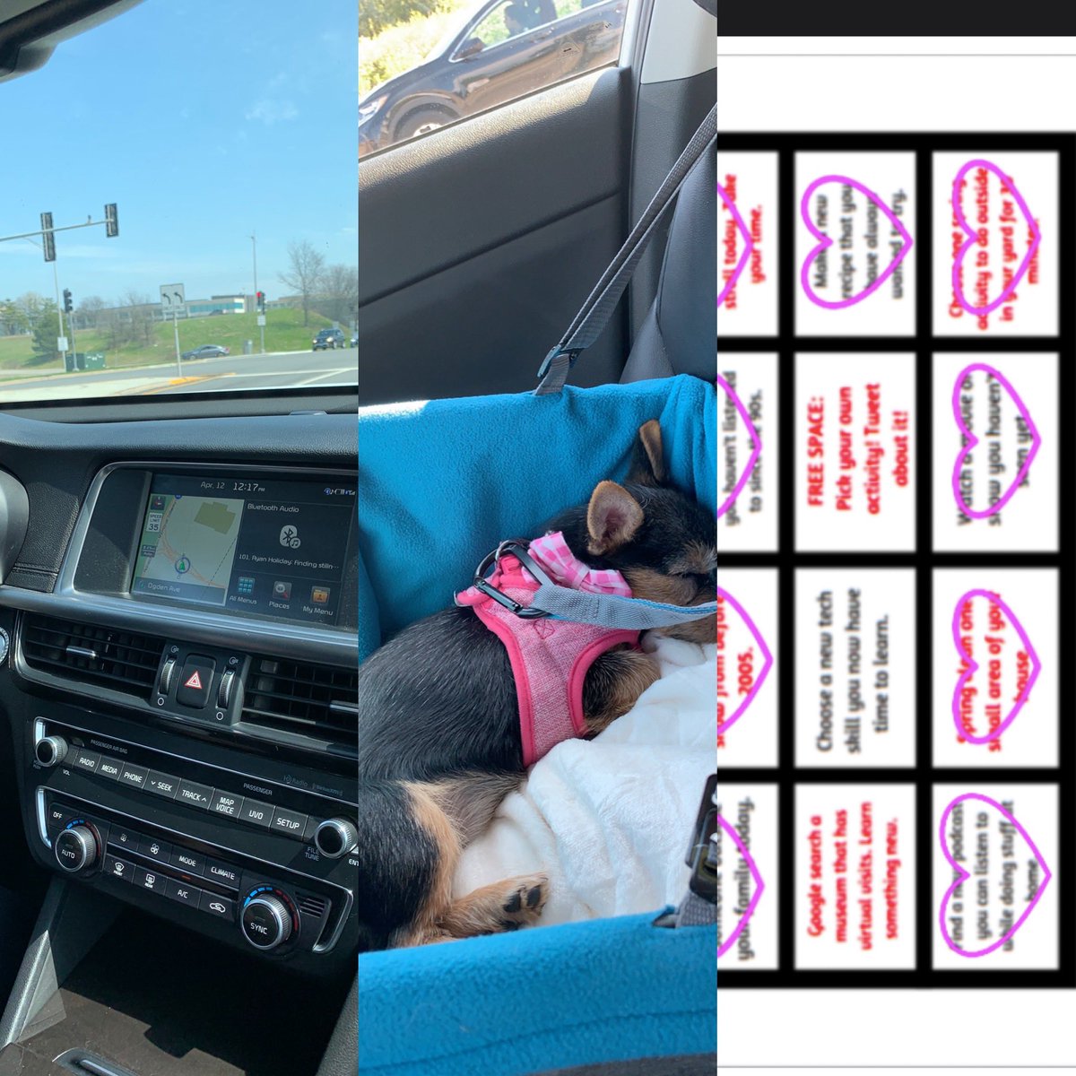 Listened to a new Podcast about COVID and learned headaches can be a symptom. I don’t recommend listening....I keep thinking every time I have a headache I may have Corona.  I should have napped like Paisley instead! #smsstaffbingo