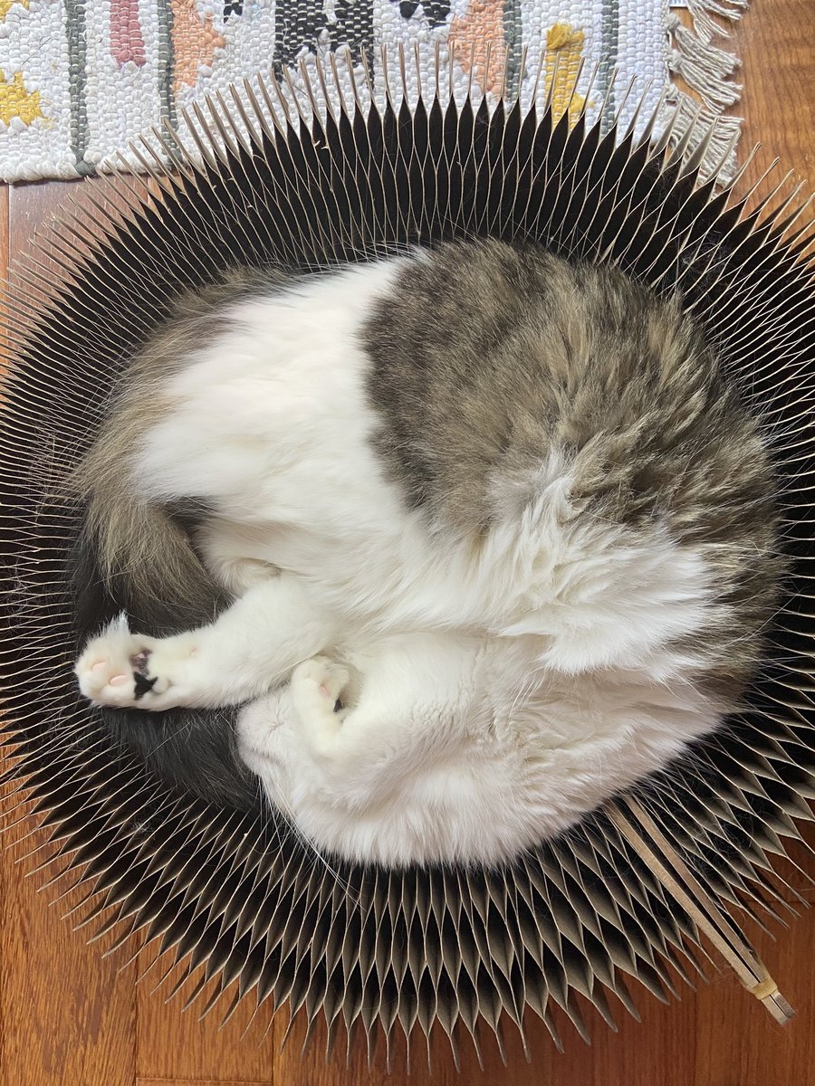 alimac5's tweet photo. Wish I could look as comfortable as my cats! #TASCChallenge Wait? Are they just ignoring me? https://t.co/BAa8mMWl4x