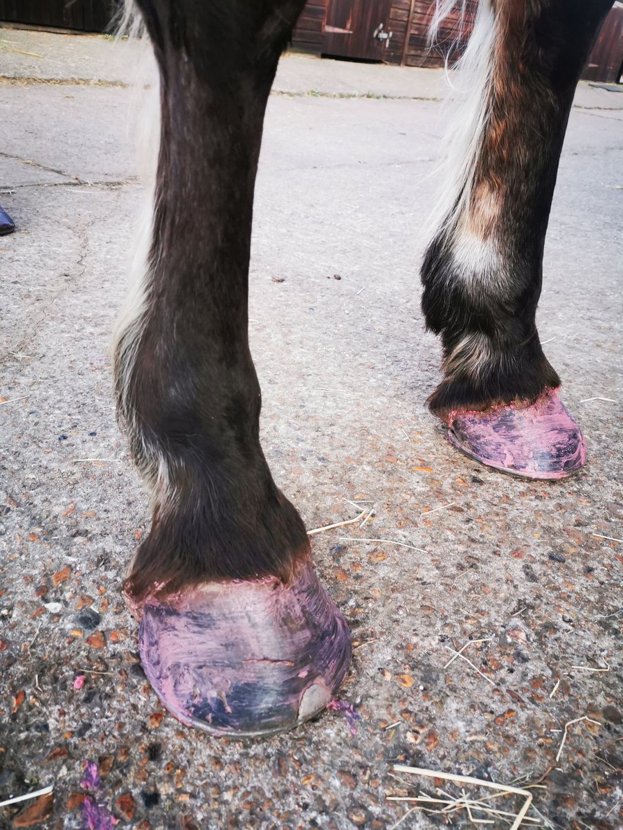 JoannaHolland80's tweet photo. So after a nice solo hack this evening time to treat Summers hoofs with Pink Hoof Clay ๐๐ #MagicInTheTub #pinkhoofclay @Ecohoof https://t.co/83a92A4F2T