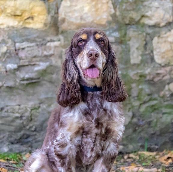 riverdogsuk's tweet photo. We’re looking back over some of the photos that you loved the most of our four-legged friends. It’s no surprise that Otis wowed River Dogs readers across the world with his good looks and luscious ears. What a dude! 😎 #photographer https://t.co/SlmfI426yf