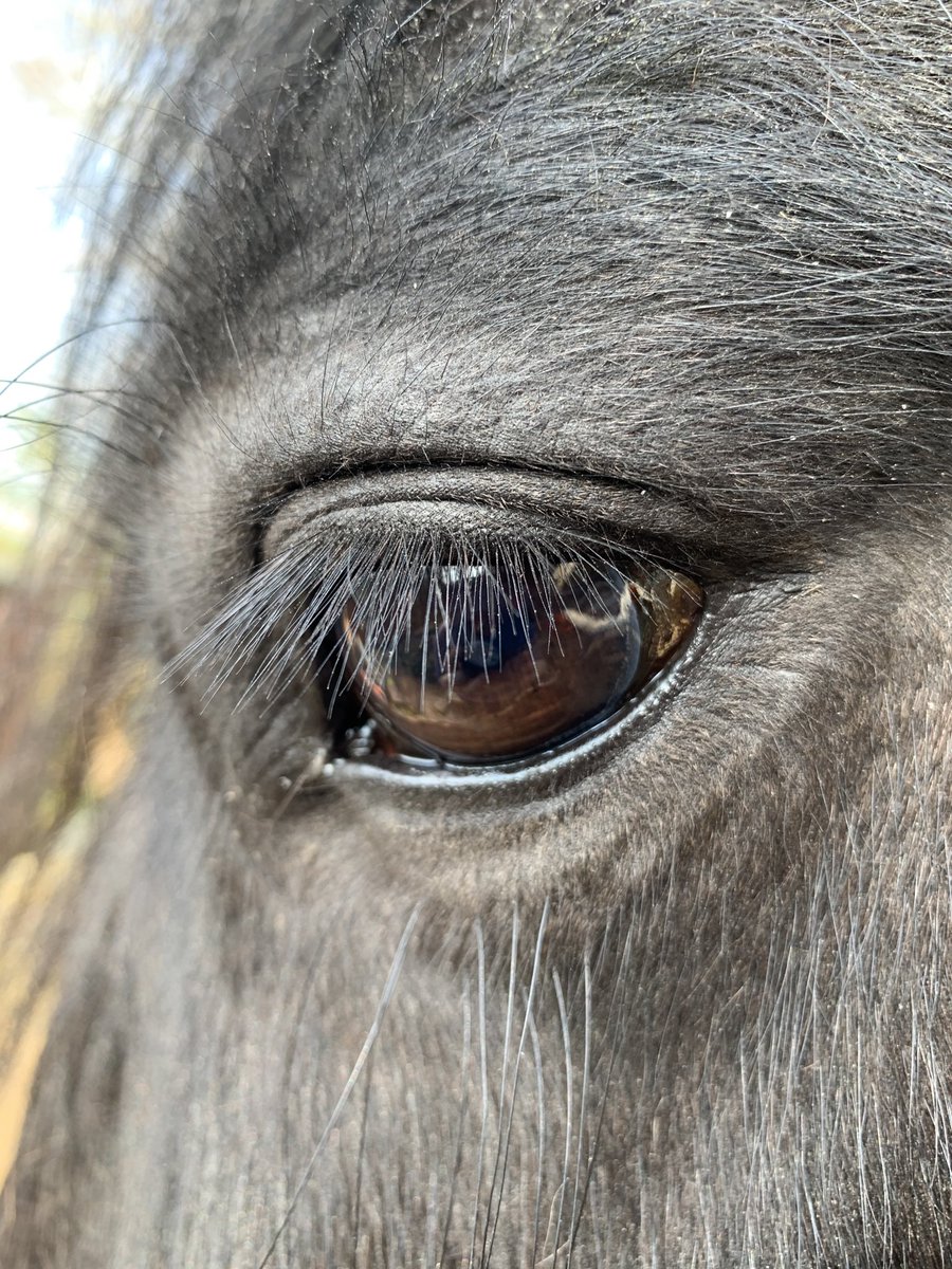 Poppysox1's tweet photo. Mum says the eyes are the window to the soul. We are soul mates ⁦@JackieSweens⁩ https://t.co/o1W7xVi3KO
