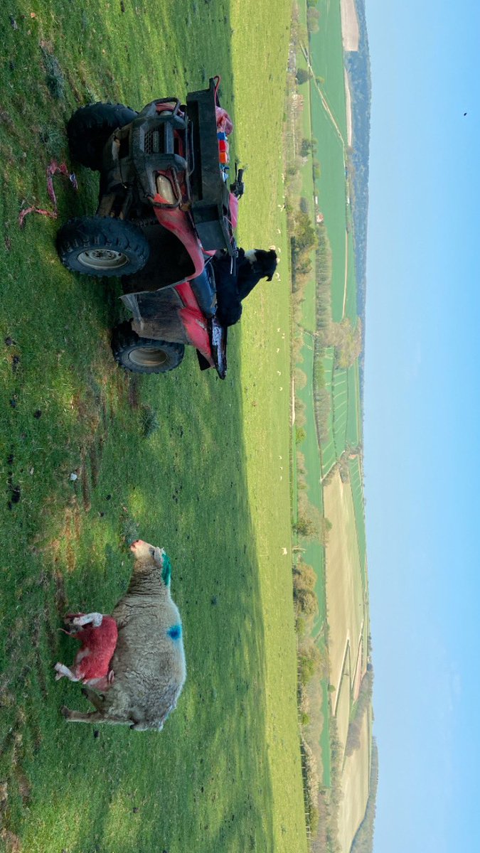 ArranLlyr's tweet photo. Halfway through my time lambing outside in Hampshire, 12,000 romneys over miles and miles! Great experience👍🏼 #nzromneys #lowputsystem https://t.co/2bgpF0jEIr