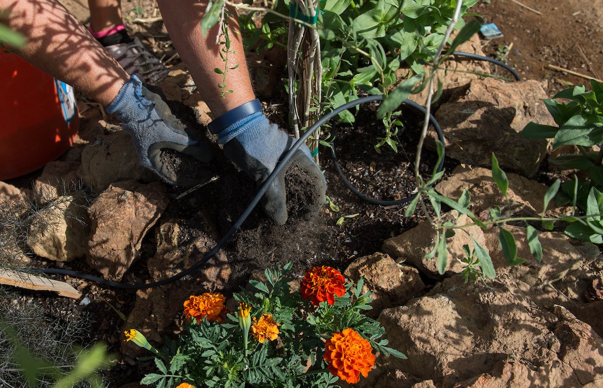A gardener mulches the plants to help reduce watering