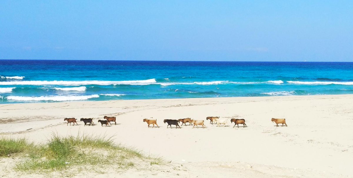 calliquecalli's tweet photo. Avui un company de feina a fet aquest foto a Cala Mesquida, me pareix espectacular i a més me dona ales per imaginar com podia ser Mallorca fa 100 anys. Llagrimeta. https://t.co/3bhJKYbKJX