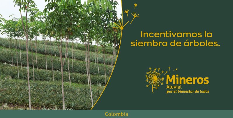 Mineros_sa's tweet photo. 🌱Como parte de nuestros programas de conservación, sembramos especies vegetales, plantas maderables, como Cagüi (Caryocar Galbrum), Palma Macana (Wettinia Hirsuta), Abarco (Cariniana Pyriformis) y Cativo (Prioria Copaifera), árbol nativo tiene una gran importancia regional 🌿. https://t.co/9EJpwrwrod