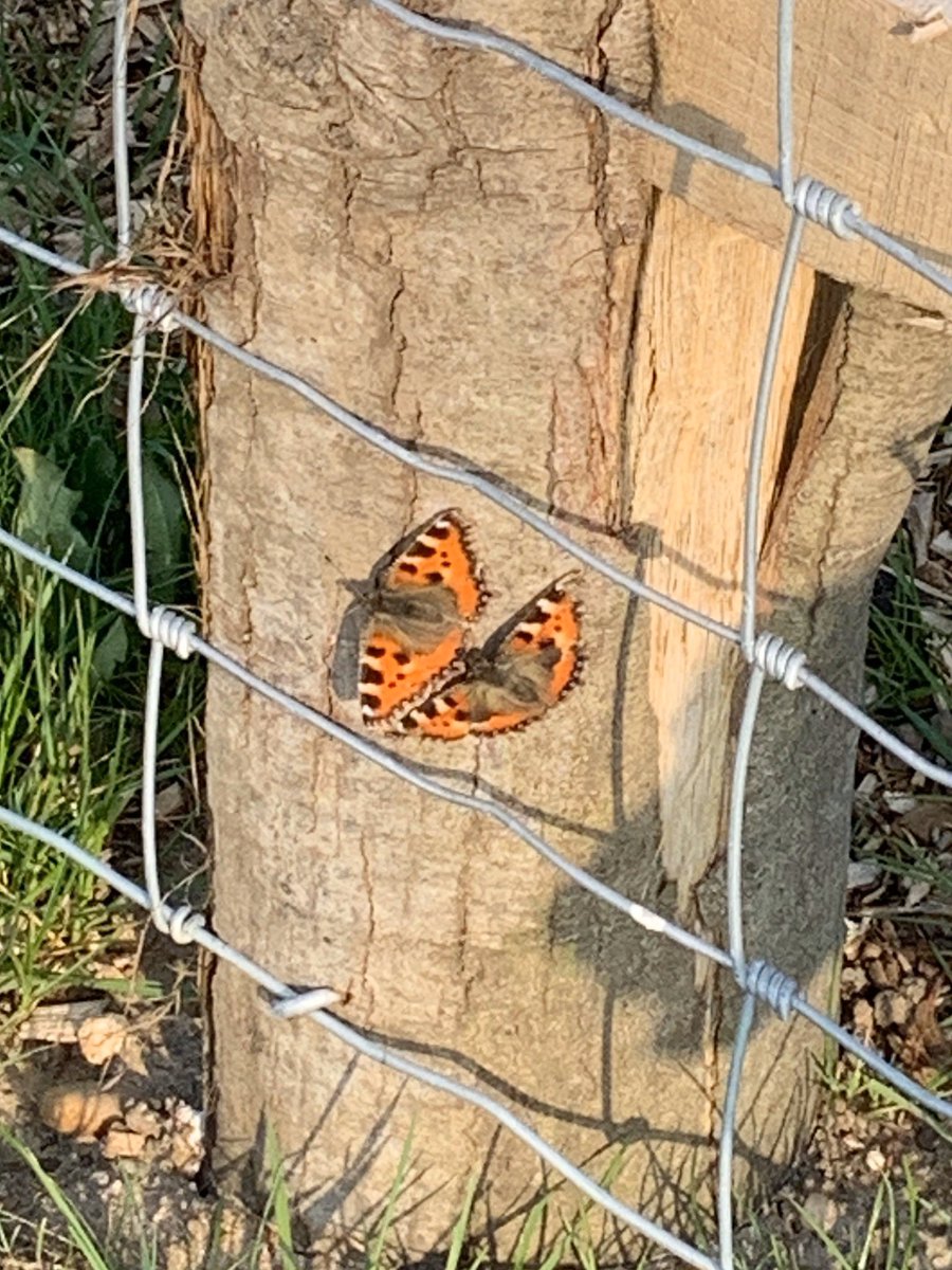 stories_rainbow's tweet image. No photo as an audio rainbow today-doing a workout earlier, we had to do Rainbow Twists. Usually Russian Twists, I shall forever call them 🌈twists. Saw these butterflies earlier, they were definitely not social distancing #searchforrainbows #searchforhope #stayhome #rainbowtwist